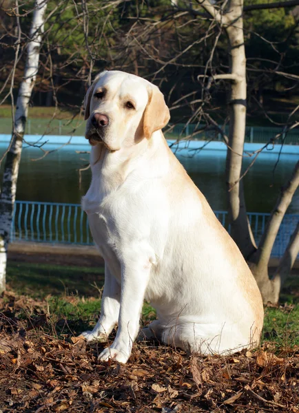 Labrador amarillo en retrato de otoño — Foto de Stock