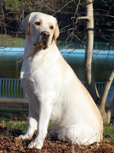 Labrador giallo in autunno ritratto — Foto Stock