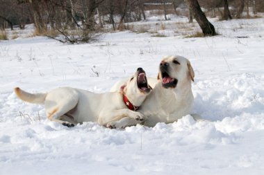Kışın sarı Labrador'un