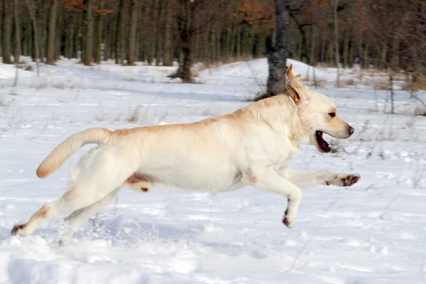 Yellow labrador działa w zimie — Zdjęcie stockowe