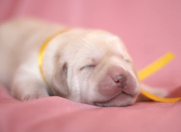 Newborn yellow labrador puppy — Stock Photo, Image