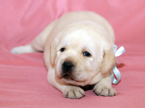 Žlutý labrador štěně — Stock fotografie