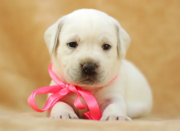 Yellow labrador puppy — Stock Photo, Image