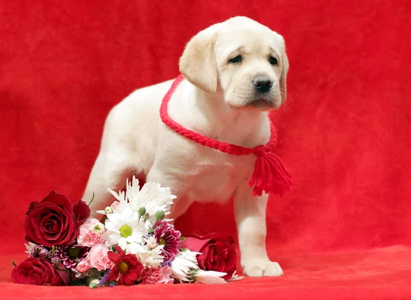 Žlutý labrador štěně s květinami — Stock fotografie