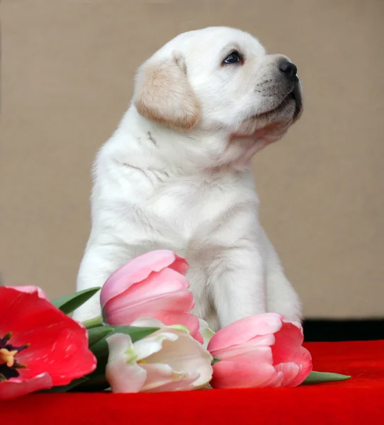 Yellow labrador puppy with tulips — Stock Photo, Image