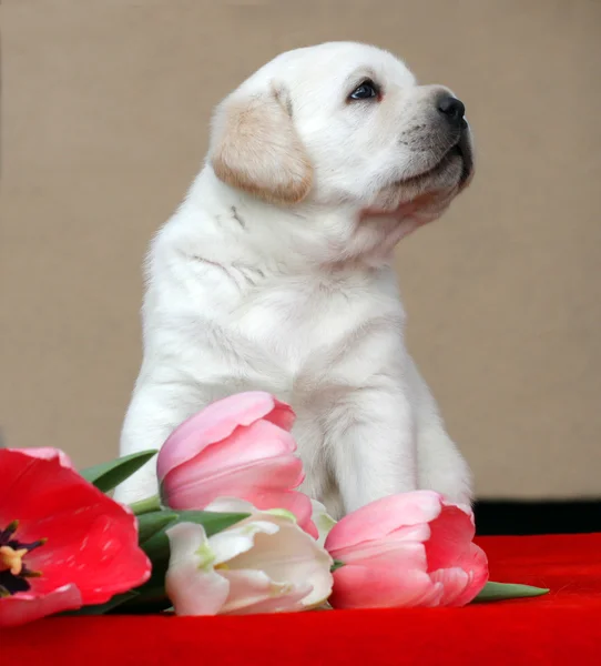 チューリップと黄色のラブラドール子犬 — ストック写真