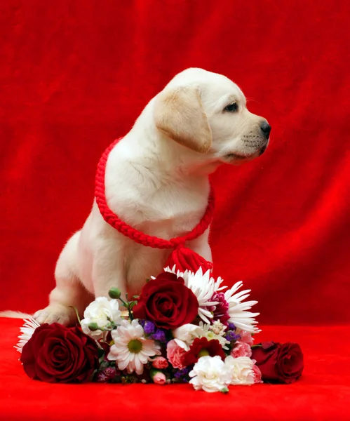 yellow labrador puppy with flowers