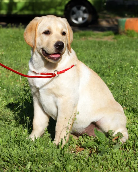 Cachorro labrador amarillo sobre la hierba verde —  Fotos de Stock