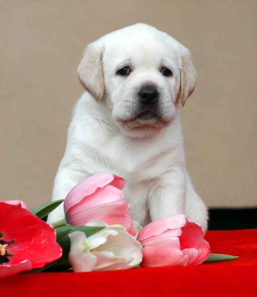 Chiot labrador jaune avec tulipes — Photo