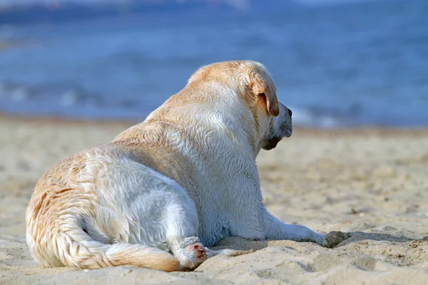 Labrador amarillo mirando al mar — Foto de Stock