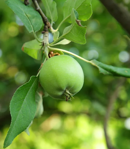 Manzana verde —  Fotos de Stock