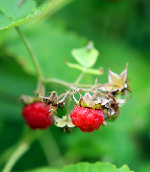 Bahçede ahududu — Stok fotoğraf