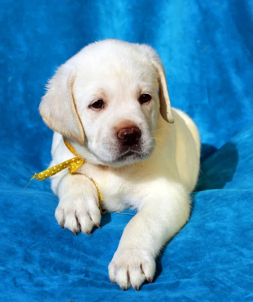 Žlutý labrador štěně na modré — Stock fotografie