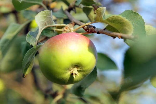 Manzana verde en verano —  Fotos de Stock