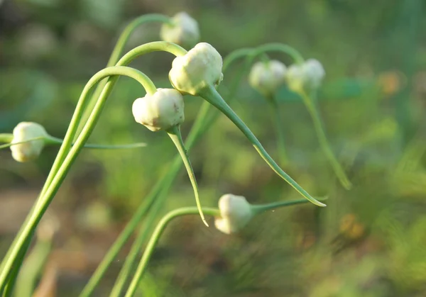 Květ česnek — Stock fotografie