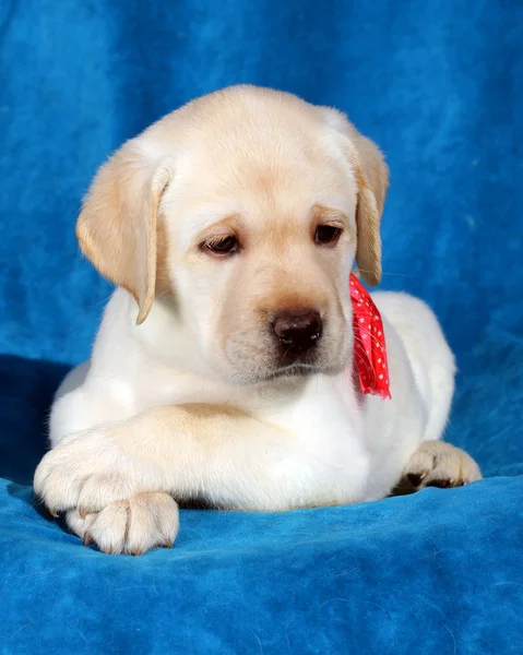 Yellow labrador puppy on blue — Stock Photo, Image