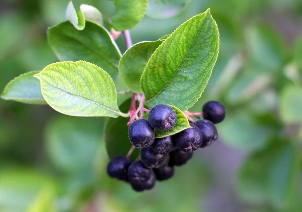 Black Chokeberries (Aronia) — Stock Photo, Image