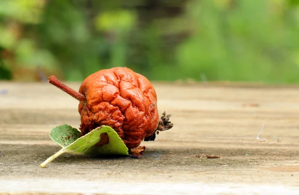Fauler und wurmgefressener Wurmapfel — Stockfoto