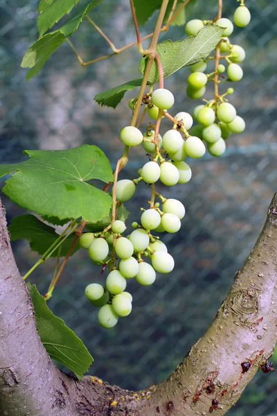 Ripening grape — Stock Photo, Image