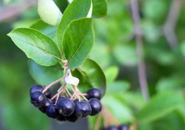 Black Chokeberries (Aronia) — Stock Photo, Image