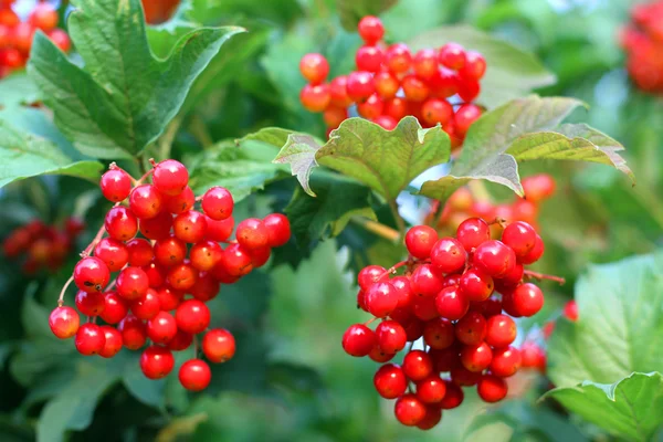 Manojo viburnum — Foto de Stock