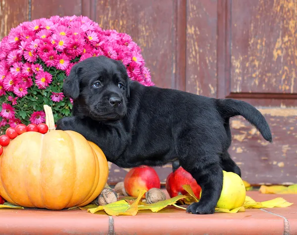 秋に黒のラブラドール子犬 — ストック写真