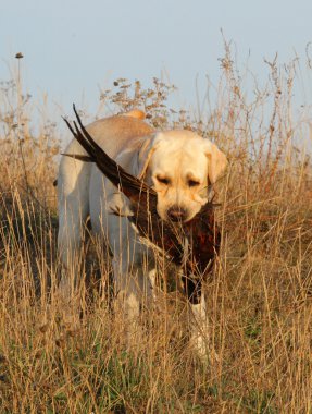 Sülün ile sarı labrador