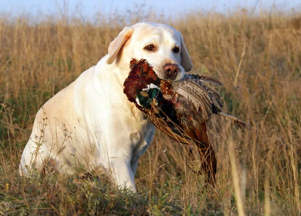 Retrato de labrador amarillo con faisán Fotos de stock libres de derechos