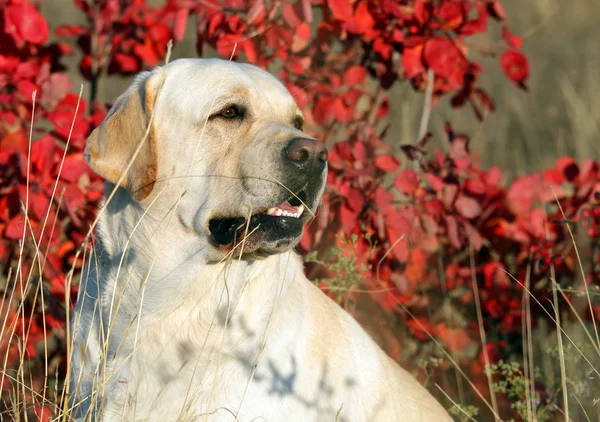 Yellow labrador in autumn portrait — Stock Photo, Image