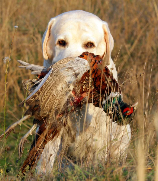 Portrait of yellow labrador with pheasant — Stock Photo, Image