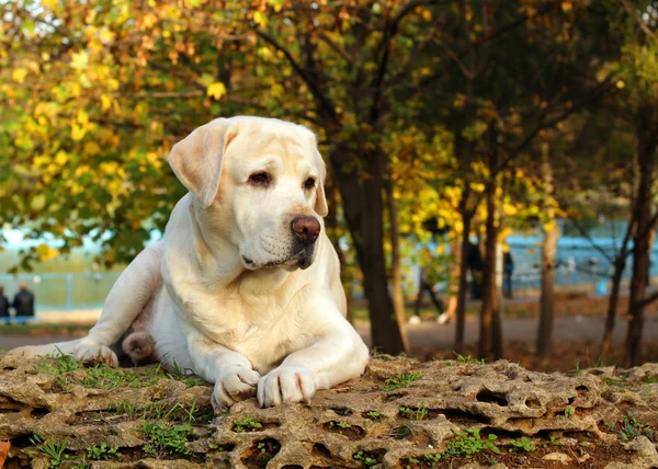 Labrador amarillo en otoño — Foto de Stock