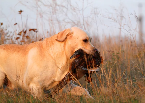 Yellow labrador with pheasant — Stock Photo, Image