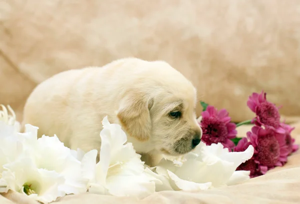 Tatlı sarı labrador yavrusu portre çiçekler — Stok fotoğraf