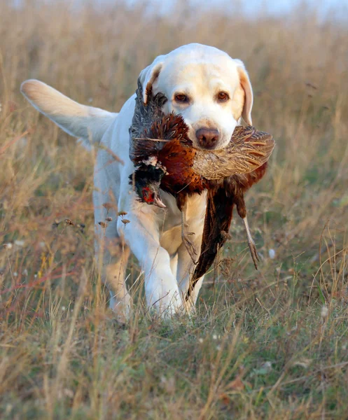 Doce amarelo labrador filhote retrato em contas de cor — Fotografia de Stock