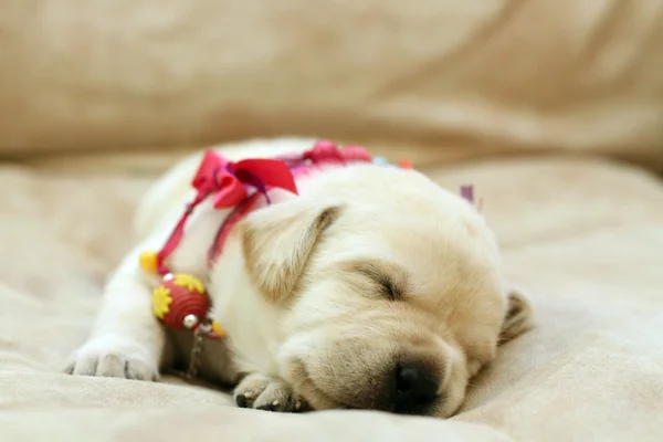 甘い黄色のラブラドール子犬肖像眠っています。 — ストック写真