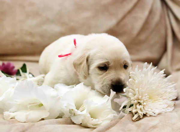 Sweet yellow labrador puppy portrait with flowers — Stock Photo, Image