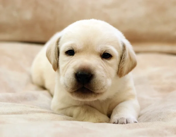 Sweet yellow labrador puppy portrait — 图库照片