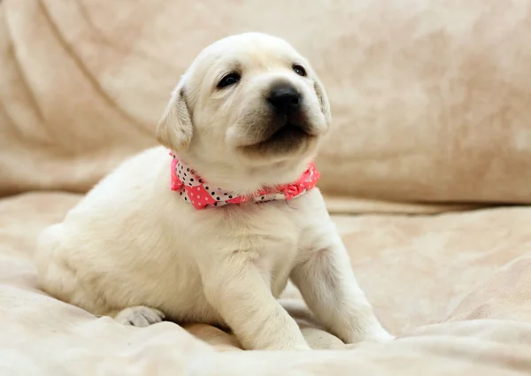 Filhote de cachorro labrador amarelo feliz — Fotografia de Stock