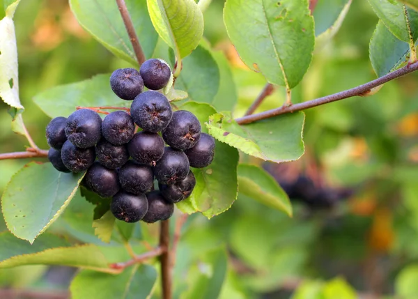 Chokeberries negros (Aronia ) —  Fotos de Stock