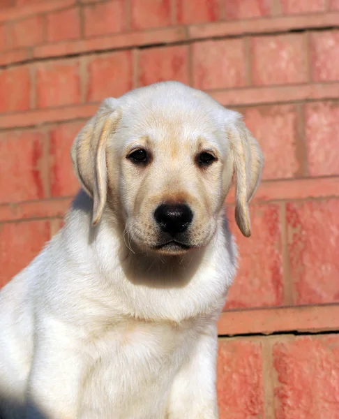 Gelukkig gele labrador puppy — Stockfoto