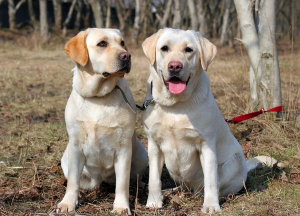 Two yellow labradors — Stock Photo, Image