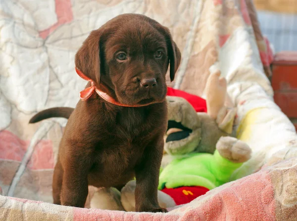 Счастливый щенок шоколадного лабрадора — стоковое фото