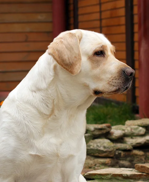 Labrador amarillo —  Fotos de Stock