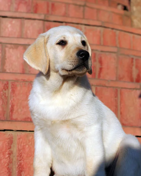 Glücklicher gelber Labrador Welpe — Stockfoto