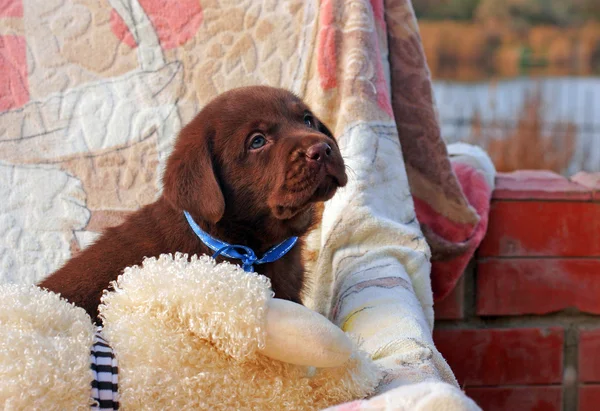 Cachorro labrador de chocolate feliz — Fotografia de Stock