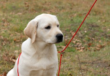 mutlu sarı labrador yavrusu