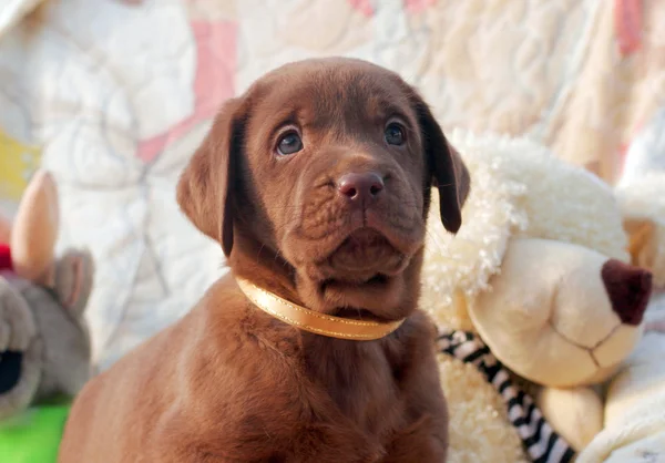 Gelukkig chocolade labrador puppy — Stockfoto