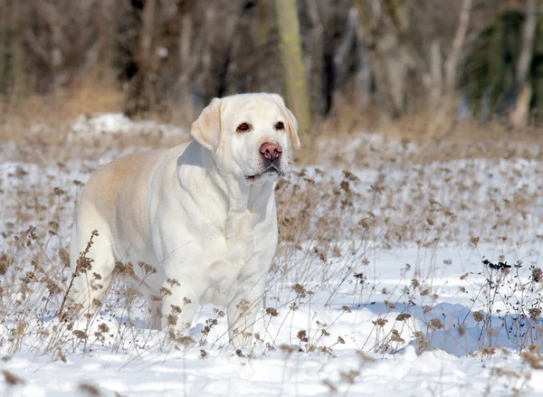 Gele labrador in de winter — Stockfoto