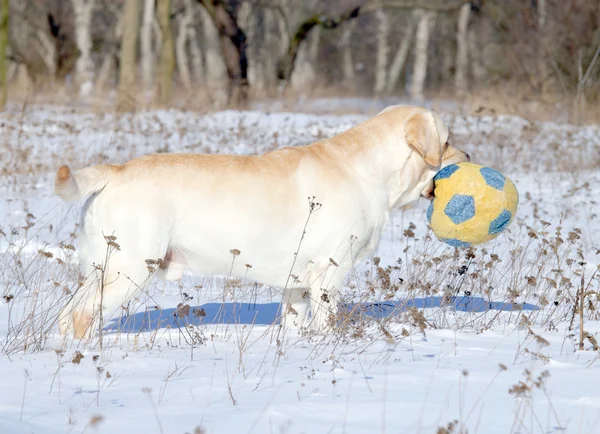 Labrador jaune en hiver avec une balle — Photo