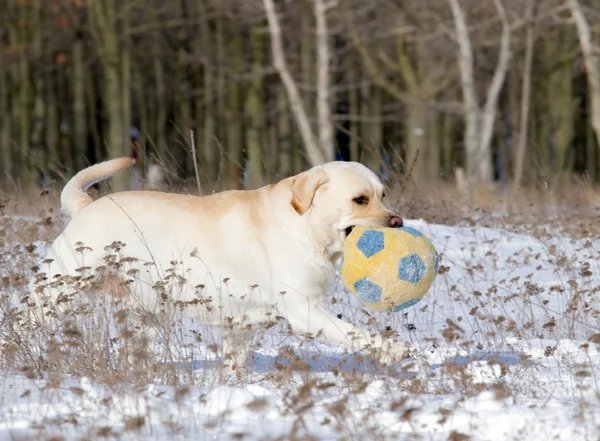 Yellow labrador w zimie działa z piłką — Zdjęcie stockowe